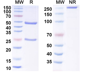 TRIM33 Mouse Monoclonal Antibody