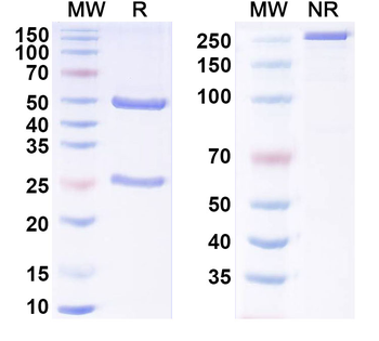CACNA1C Mouse Monoclonal Antibody