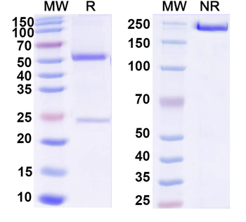 Ganglioside GD2 Human Monoclonal Antibody