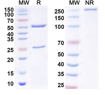 Ganglioside GD2 Mouse Monoclonal Antibody