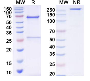 MERS-CoV S1 N-terminal domain/S1-NTD Mouse Monoclonal Antibody