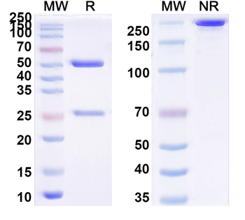 CBV1 Mature virion in complex Human Monoclonal Antibody