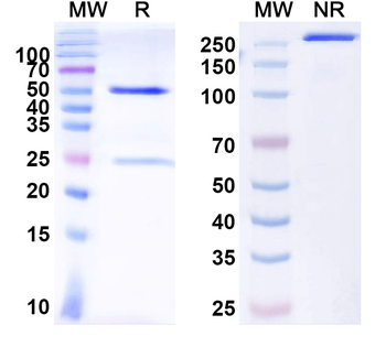 HIV-1 Capsid protein p24/CA protein Human Monoclonal Antibody