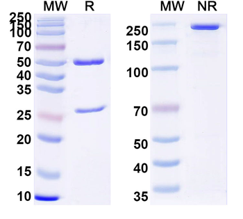 HIV-1 Matrix protein p17/MA protein Human Monoclonal Antibody