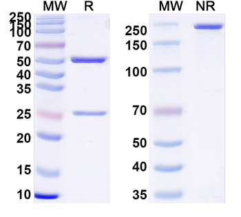 TSHR/LGR3 Mouse Monoclonal Antibody