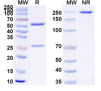 TSHR/LGR3 Mouse Monoclonal Antibody