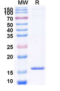 CTNNB1 Camelus Monoclonal Antibody