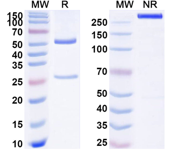 Abeta40/Beta-APP40 Mouse Monoclonal Antibody
