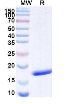 European white birch Bet v 1/Allergen Bet v I-A Camelus Monoclonal Antibody