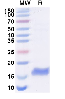 Escherichia coli trxA/Thioredoxin Camelus Monoclonal Antibody