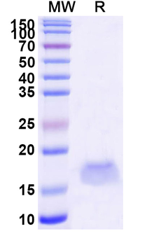 SARS-CoV-2 S Protein Camelus Monoclonal Antibody