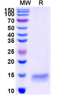 SARS-CoV-2 S Protein Camelus Monoclonal Antibody