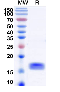 SARS-CoV-2 S Protein Camelus Monoclonal Antibody