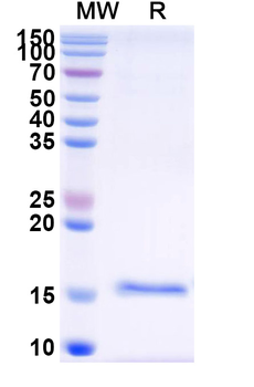 SARS-CoV-2 S Protein Camelus Monoclonal Antibody
