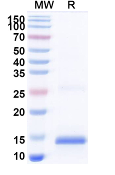 SARS-CoV-2 S Protein Camelus Monoclonal Antibody