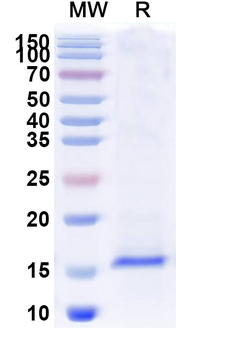 SARS-CoV-2 S Protein Camelus Monoclonal Antibody