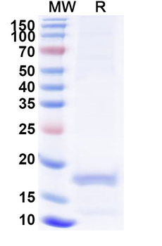 MLPH Camelus Monoclonal Antibody