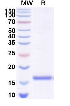 GPHN/Gephyrin Camelus Monoclonal Antibody