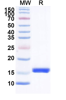 CD370/CLEC9A Camelus Monoclonal Antibody