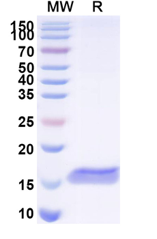 BACE2 Camelus Monoclonal Antibody