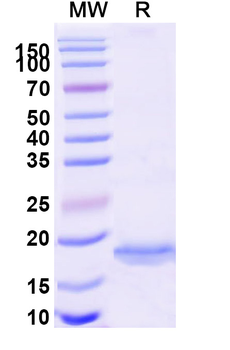 BACE2 Camelus Monoclonal Antibody