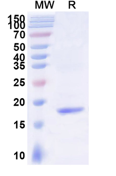 BACE2 Camelus Monoclonal Antibody