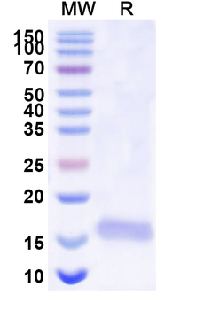 BACE2 Camelus Monoclonal Antibody