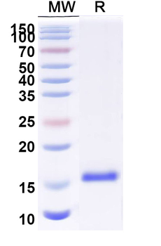 SOST Camelus Monoclonal Antibody