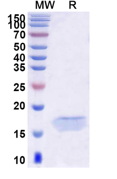 PCSK9 Camelus Monoclonal Antibody
