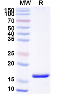 ARC Camelus Monoclonal Antibody