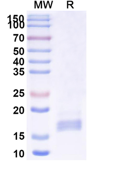 GRM2 Camelus Monoclonal Antibody
