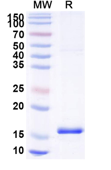 NAP1L1 Camelus Monoclonal Antibody