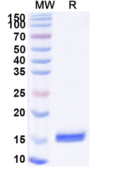 DPP6 Camelus Monoclonal Antibody