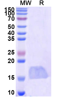CASP3/Caspase-3 Camelus Monoclonal Antibody