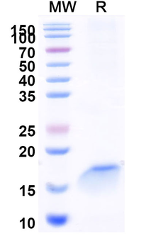 CD197/CCR7 Camelus Monoclonal Antibody