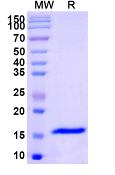 GABRB3 Camelus Monoclonal Antibody