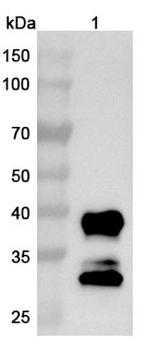 CNR1/CB1 Camelus Monoclonal Antibody