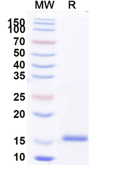 IgG Kappa Chain Camelus Monoclonal Antibody