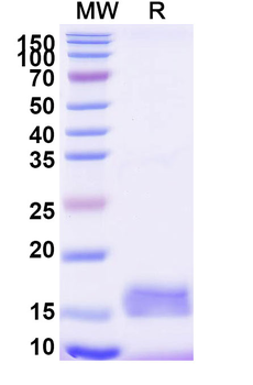 GABRA1 Camelus Monoclonal Antibody
