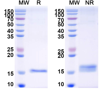 CFTR Camelus Monoclonal Antibody