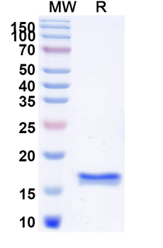 CFTR Camelus Monoclonal Antibody