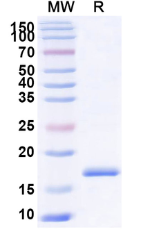 CCL5/RANTES Camelus Monoclonal Antibody