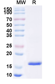 C4b Camelus Monoclonal Antibody