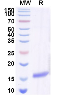 CHRM2 Camelus Monoclonal Antibody
