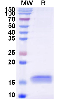 APP Camelus Monoclonal Antibody