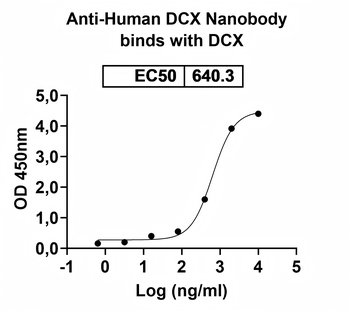 DCX Camelus Monoclonal Antibody