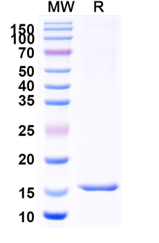 DCX Camelus Monoclonal Antibody