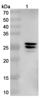 DCX Camelus Monoclonal Antibody