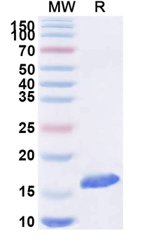 DCX Camelus Monoclonal Antibody
