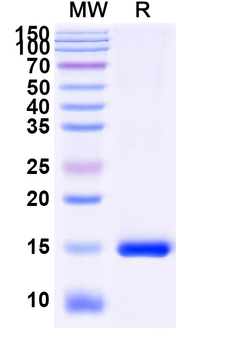 MDM4 Camelus Monoclonal Antibody
